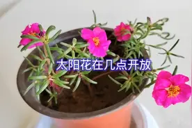 太阳花在几点开放你知道吗视频封面