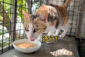 给生病的流浪猫制作利尿汤水，小猫喝了后赞不绝口，马上药到病除视频封面