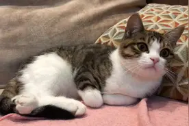 去外面摸了流浪猫回来，我家猫反应太大了。视频封面