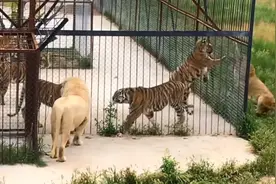 狮虎体型对比，没想到东北虎比狮子小那么多！视频封面