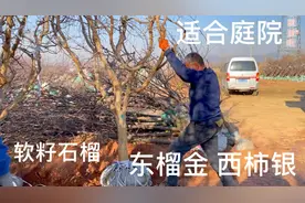 庭院石榴树种在院子什么方位？想不到还有这么多讲究，你都知道吗视频封面