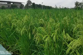 袁隆平爷爷研制的超级水稻，高两米多，亩产1干多公斤。视频封面