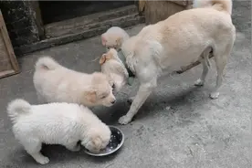 狗妈护食成性，居然把小奶狗咬得四脚朝天嗷嗷直叫！视频封面