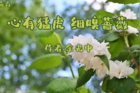 美文诵读《心有猛虎细嗅蔷薇》作者:余光中   两种至高的境界视频封面