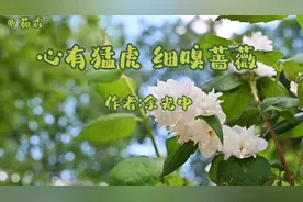 美文诵读《心有猛虎细嗅蔷薇》作者:余光中   两种至高的境界视频封面
