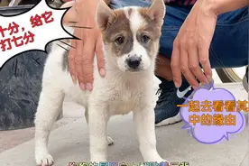 挑狗技巧，最重要的就是健康其次是性格，然后是品相，一起来看看视频封面