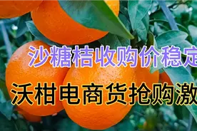 广西沙糖桔价格稳定，沃柑电商果抢购激烈视频封面