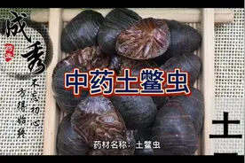 中药土鳖虫的作用与功效。性味归经。中药，中草药。@西瓜知识视频封面