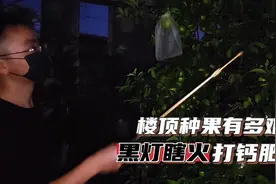 如何让果树永不缺钙？3个黄金时期别错过了，关键时刻保收也靠它视频封面