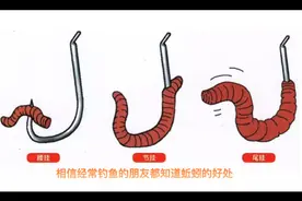 蚯蚓加上花露水，1秒全是大板鲫，野钓必备配方视频封面
