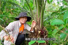 油棕果不仅能提炼棕榈油，这两种吃法更是超乎想象的味道视频封面