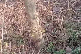 皂角刺视频封面