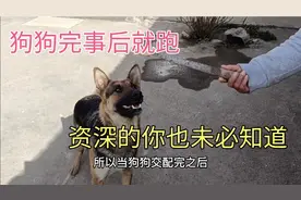 狗狗交配完事后，为何第一时间就跑，其实还有这4个意思