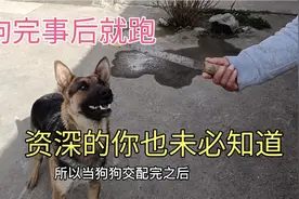 狗狗交配完事后，为何第一时间就跑，其实还有这4个意思视频封面