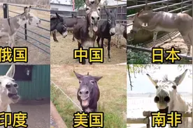 不同国家驴的叫声，中国的是王者视频封面