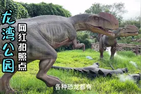 周末去哪儿？不如去东莞龙湾湿地公园游一趟，多种玩法任你挑！视频封面