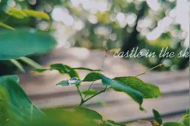 手机拍摄vlog:北京海拔最高的地方，美得不像北京