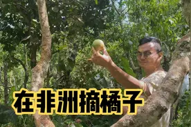 非洲人自己种的橘子很酸涩，但非洲人很会吃酸连柠檬都是直接吃视频封面