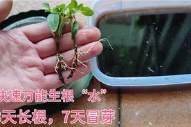 制作快速“生根水”，3天长根，7天冒芽，扦插啥，啥生根，很管用视频封面