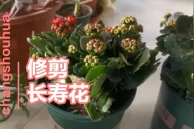 家里长寿花一直长高，感觉太乱了，今天看了教程，修剪下视频封面