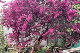老桩一张皮红花继木，庭院景观，好不好看你们说了算？视频封面