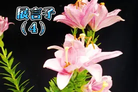 北方人称之为歇后语，南方人称之为展言子或俏皮话视频封面