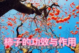 柿子的功效与作用