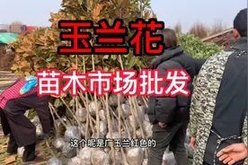 山东苗木批发市场玉兰花直接被抢购一空，开花香味十足高贵典雅视频封面