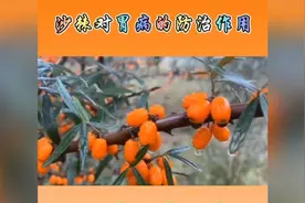 胃不好的朋友看了都不再盲目选择吃西药，治不好还伤肝脏