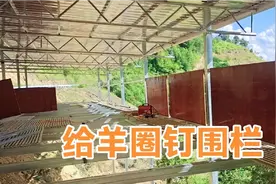 用红木板做羊圈的围栏，在山上也可以有电视频封面