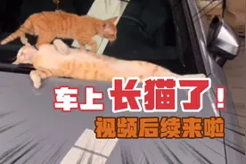 车上长猫的视频后续来啦！小猫咪们现在怎么样了？#猫咪#喵星人视频封面