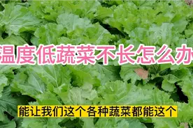 温度低蔬菜长的慢怎么办？试试这个配方，让你的蔬菜疯长不停视频封面