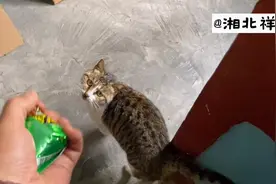 母猫天天把小猫藏着，今天用一包零食，成功把它们诱出来了