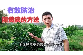 柑橘脐黄严重减产，发病原因？怎样有效防治？视频封面