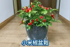 养一盆小米椒，即可观赏又可做菜，掌握养护技巧，辣椒挂满枝头
