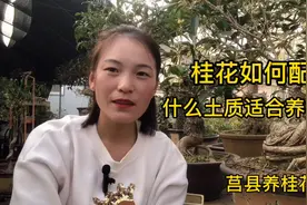 盆栽桂花用什么土比较好？桂花土壤要求选择视频封面