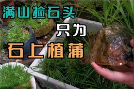 什么石头都能种上苔藓菖蒲，只要掌握这些方法视频封面