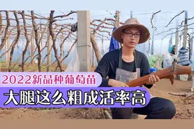 玫瑰香葡萄苗扦插繁殖成活率高 品种纯度高 葡萄果实优质室内盆栽视频封面