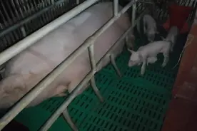 小猪又拉又吐，首先考虑母猪的问题，你学会了吗？视频封面