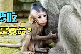 小逗号要吃奶被妈妈打，吃妈妈要小命不吃也要命视频封面