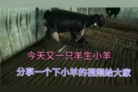 100多斤的母羊就下了两只羊羔，快来看看生小羊的全过程。