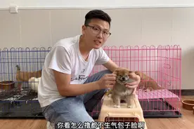小柴犬马上去新家，临走前对着镜头开心的撸出表情包，太可爱了！视频封面