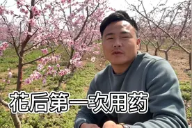 桃树花后第一遍用药很关键，具体在什么时间用效果最好？