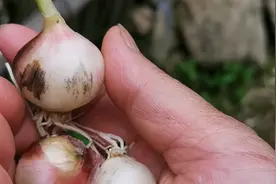 无意中发现了独头蒜是怎么形成的，几年的经验验证了的事实视频封面