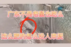 广东不是老鼠也吃么这么肥的都没人来捉视频封面