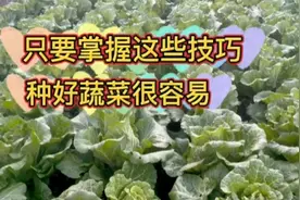种菜方法千千万，只要掌握这些技巧，种好蔬菜很容易