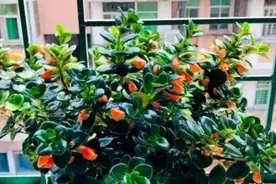 热天养金鱼吊兰，3个窍门记心间，叶肥枝壮不徒长，年年有“鱼”视频封面