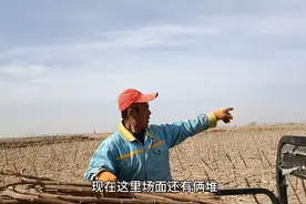 内蒙古大哥对葵花秸秆，评价竟然这么高，是喂羊的好草料，来听听