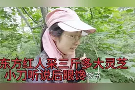 野生木耳500多一斤，小刀采到一点不开心，心里就惦记灵芝了！视频封面