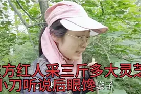 野生木耳500多一斤，小刀采到一点不开心，心里就惦记灵芝了！视频封面